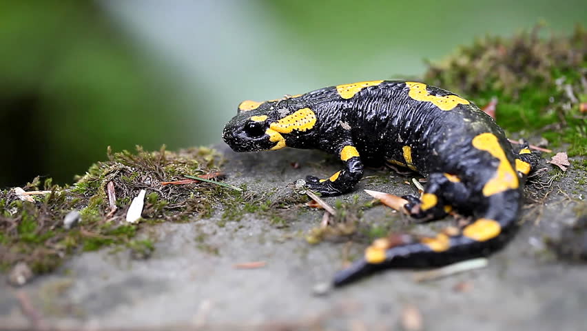 Salamander In The Wild / Newt In The Wild Close-up Stock Footage Video ...