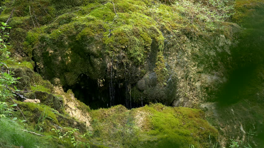 Summer Deciduous Forest Panning - Jungle Background Stock Footage Video ...