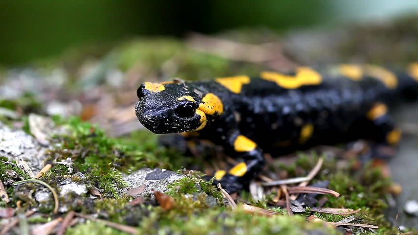 Salamander In The Wild / Newt In The Wild Close-up Stock Footage Video ...