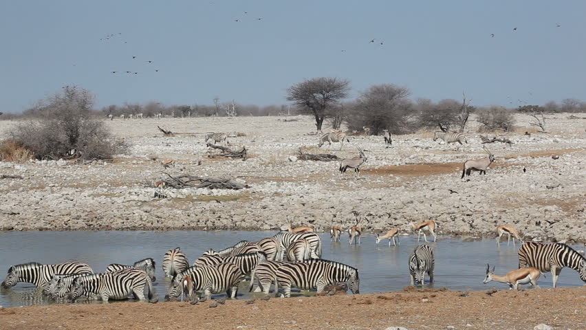 Zebra, Wildebeest, Springbok And Gemsbok Antelopes Gathering At A ...