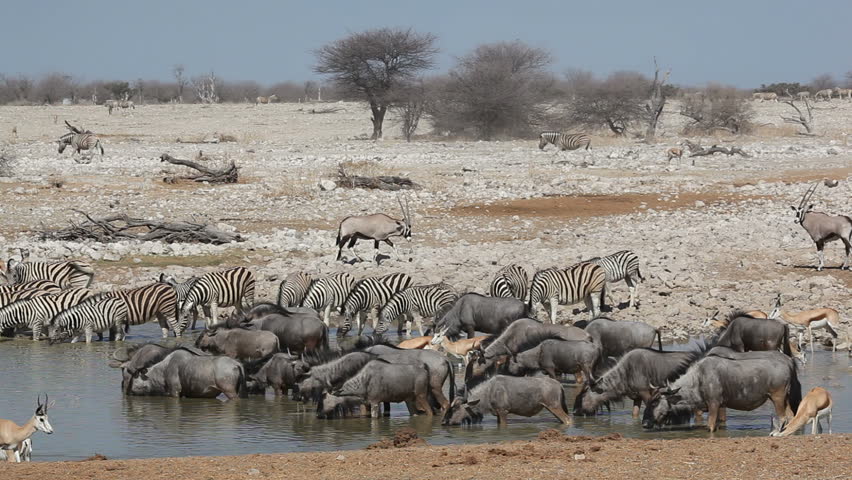 Zebra, Wildebeest, Springbok And Gemsbok Antelopes Gathering At A ...