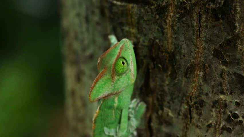 A Shedding Chameleon Climbing Stock Footage Video 10571006 - Shutterstock