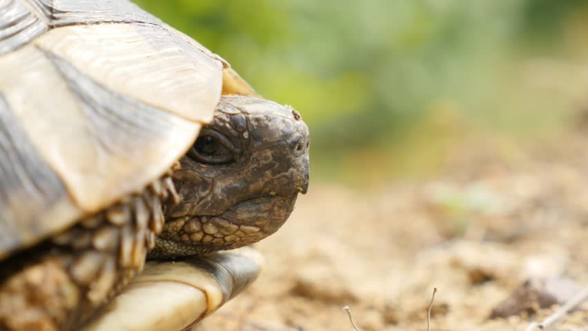 Turtle Hide Head (2 Shots) Stock Footage Video 7336264 - Shutterstock