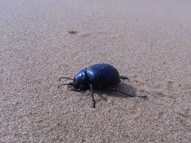 Beetle In The Sahara, Morocco Stock Footage Video 109519 - Shutterstock