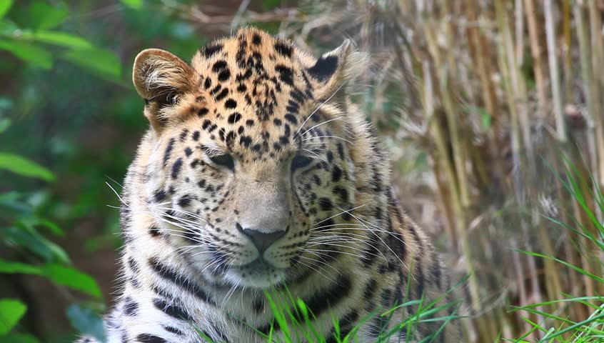 Side View Of Growling Panther In Tree Stock Footage Video 1841851 ...