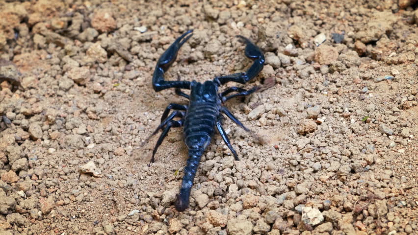 Big Black Asian Scorpion On Ground. Poisonous Animals Of Jungle ...