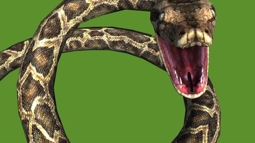 Snake & Jungle Carpet Python Open Mouth Attack,sliding Decorative Non ...