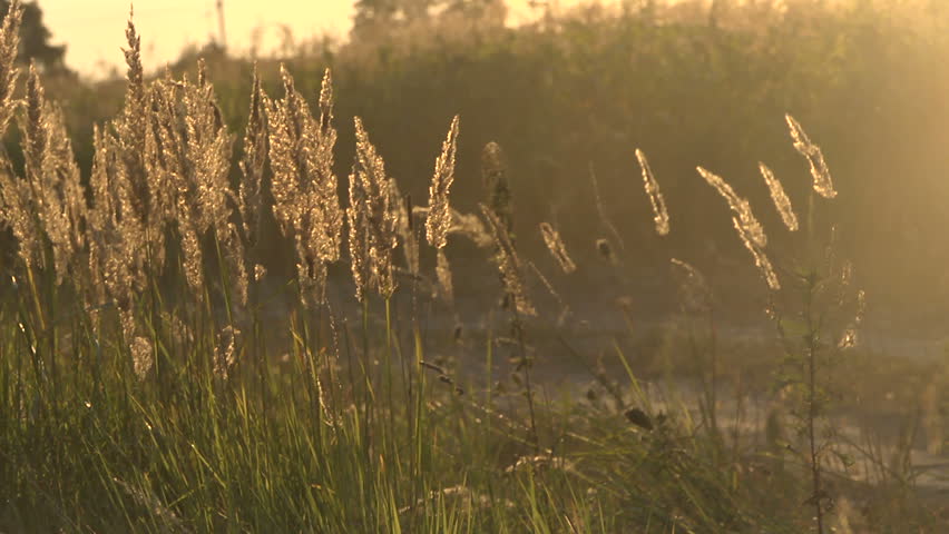 Grass And Dust In The Wind. Stock Footage Video 11550659 - Shutterstock