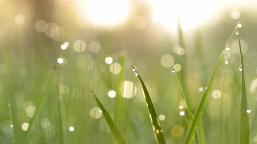 Blurred Grass Background With Water Drops. HD Shot With Motorized ...