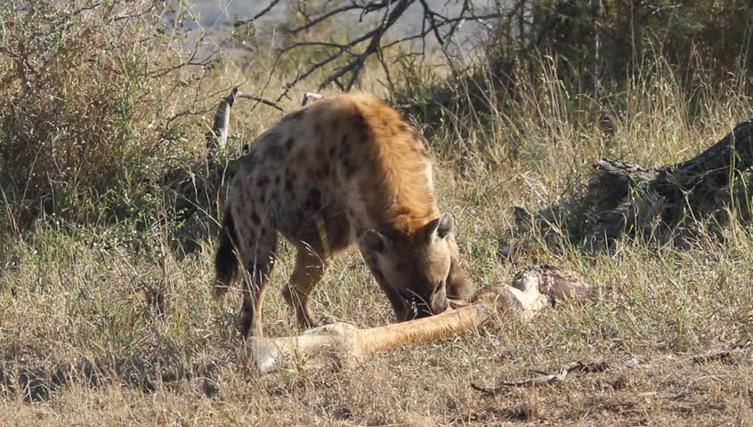 Spotted Hyena (Crocuta Crocuta) Scavenging On The Bones Of An Old ...