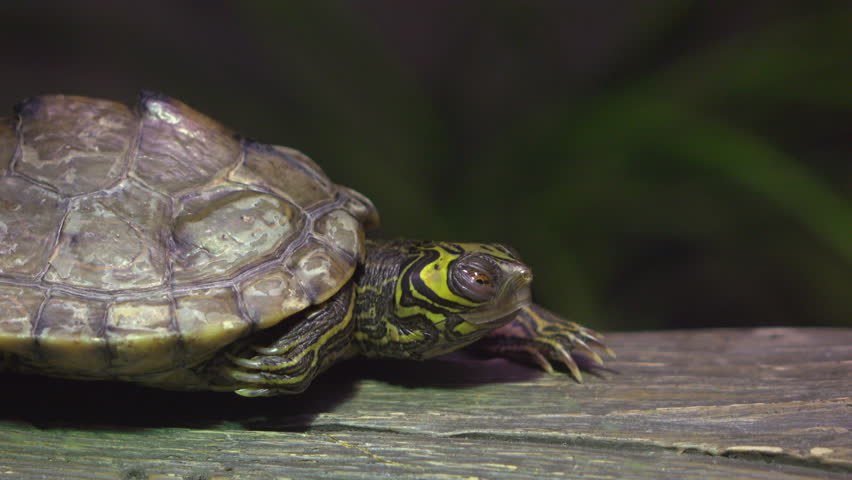 Turtle Sitting On A Log Stock Footage Video 907252 - Shutterstock