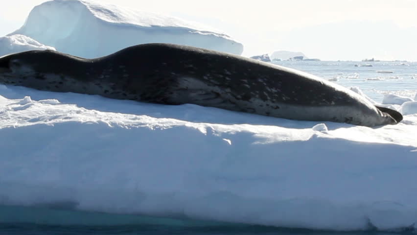 Leopard Seal Sleeping On An Iceberg Leopard Seal Sleeping On An Iceberg ...