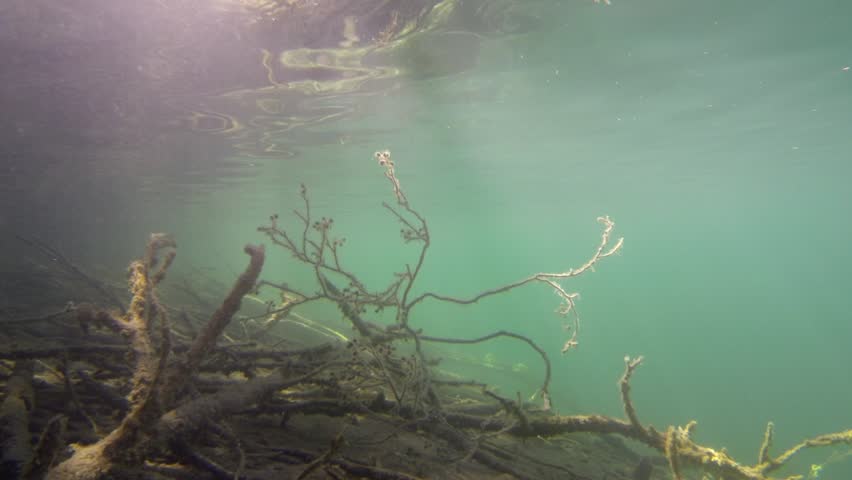 A Scary And Murky Underwater Shot In A Mossy Pond Stock Footage Video ...