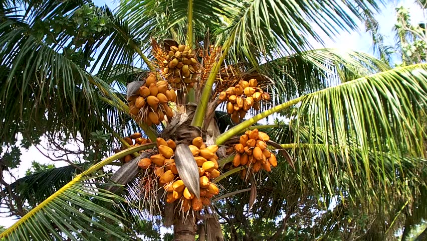 Image result for COCONUT TREES IN NIGERIA