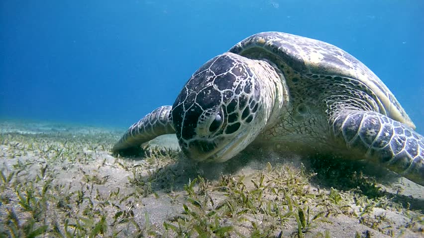 Green Sea Turtle(Chelonia Mydas) Eating Sea Grass At The Sandy Bottom ...