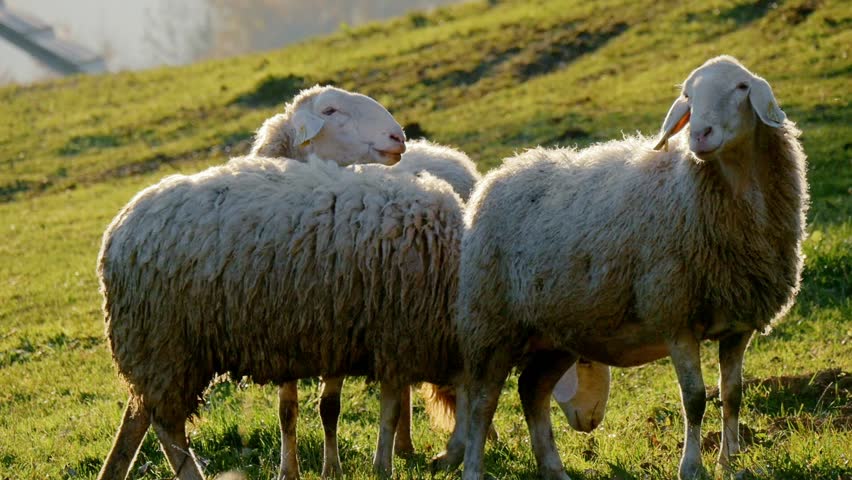 Cattle Heard Stock Footage Video - Shutterstock