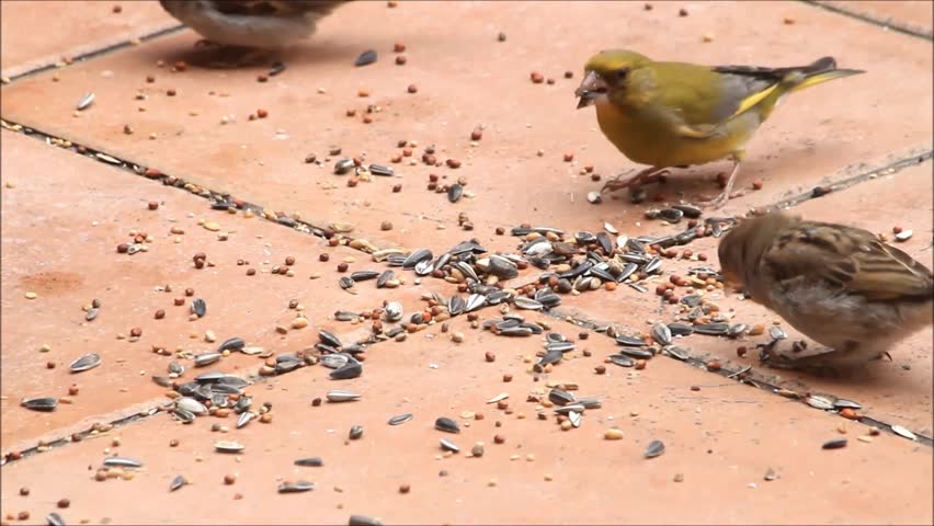 Bird Seed Way Up Close Stock Footage Video 3861437 - Shutterstock