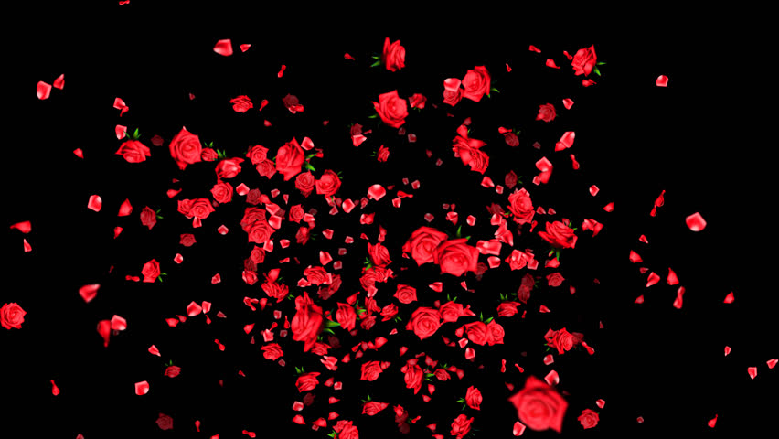 Rose Petals Falling, Animation. You Can Replace Black Bg: Make It Black ...