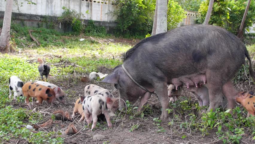 Big Cute Pig Family With Many Small Pigs. Closeup. HD, 1920x1080. Stock ...