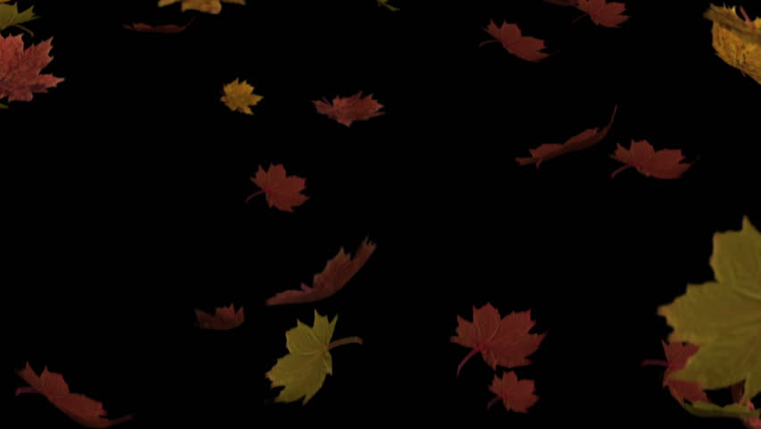 Autumn Falling Leaves With Alpha Channel Stock Footage Video 527605 ...