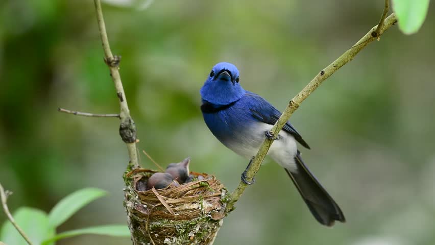 Black-naped Monarch Or Black-naped Blue Flycatcher Keep Warm To Her ...