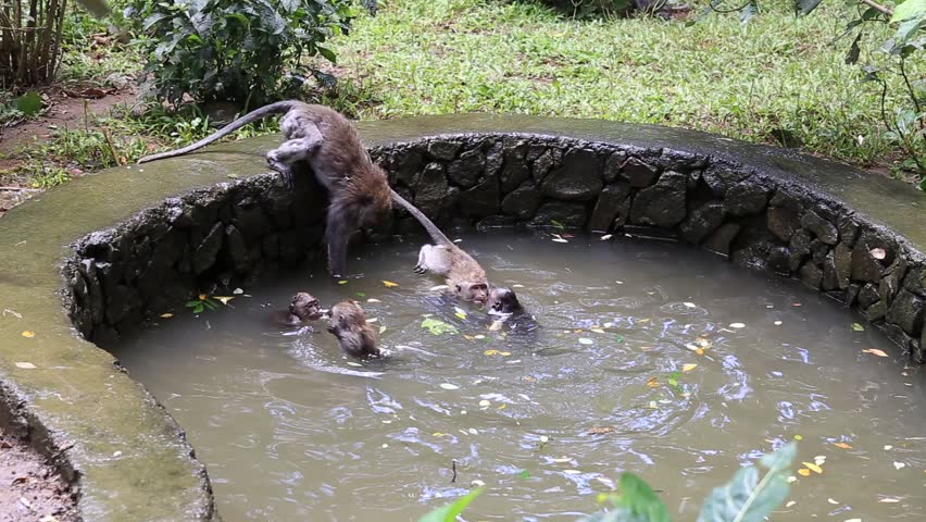 High Definition Video - Monkeys In Their Natural Habitat. Cambodia ...