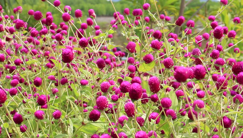 Small Round Flowers In Blooming Stock Footage Video 31705 - Shutterstock