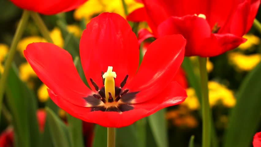 A Brilliant Red Tulip With Yellow Center And Dark Stamens Sways In The ...