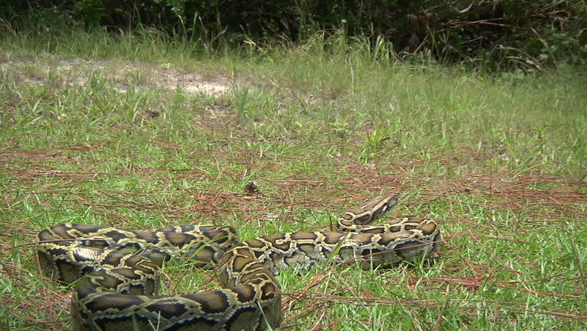 Aggressive Python Strikes Stock Footage Video 1339264 - Shutterstock