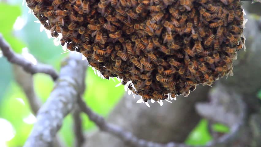 Swarming Sweat Bees In The Rainforest In Western Ecuador Stock Footage ...