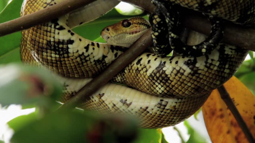 Snake Curled Up In A Tree Stock Footage Video 1479295 - Shutterstock