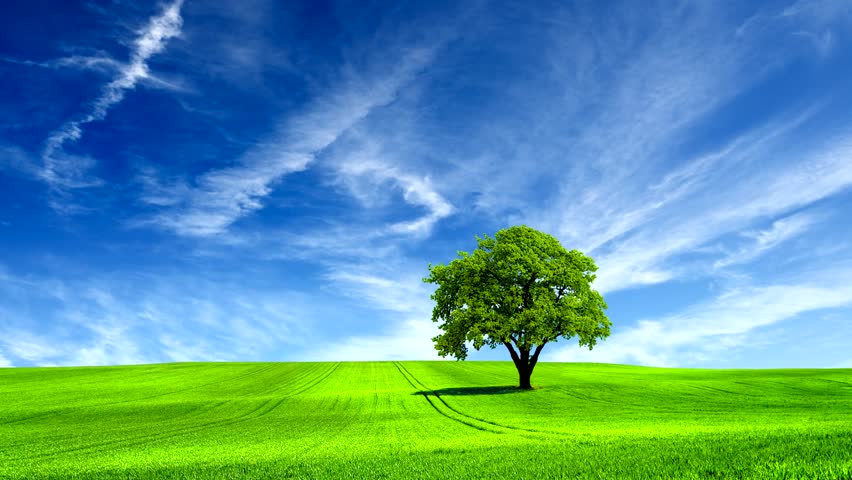 Computer-generated Animation Depicting A Tree In A Hilly Field Stock ...