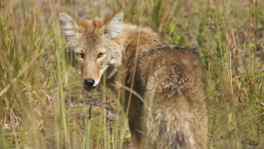 Coyote (Canis Latrans) Is A Wild Canine Of North America Adapted To ...