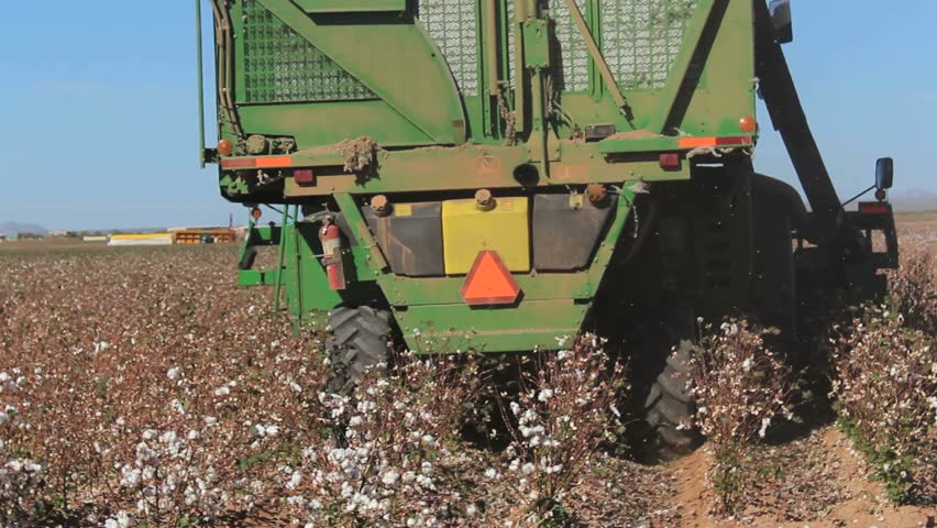 Mechanical Harvester Unloads Cotton Into Compactor During Harvest ...