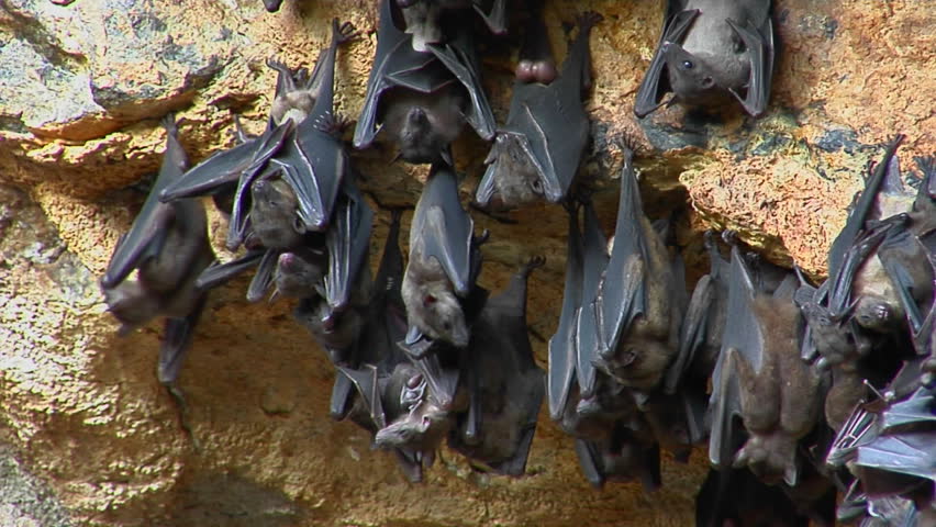 Bats Hang From A Tree In Tonga Stock Footage Video 2538827 - Shutterstock