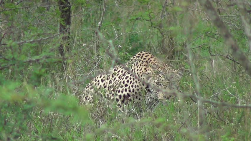 Leopard In The Bush Stock Footage Video 1731481 - Shutterstock