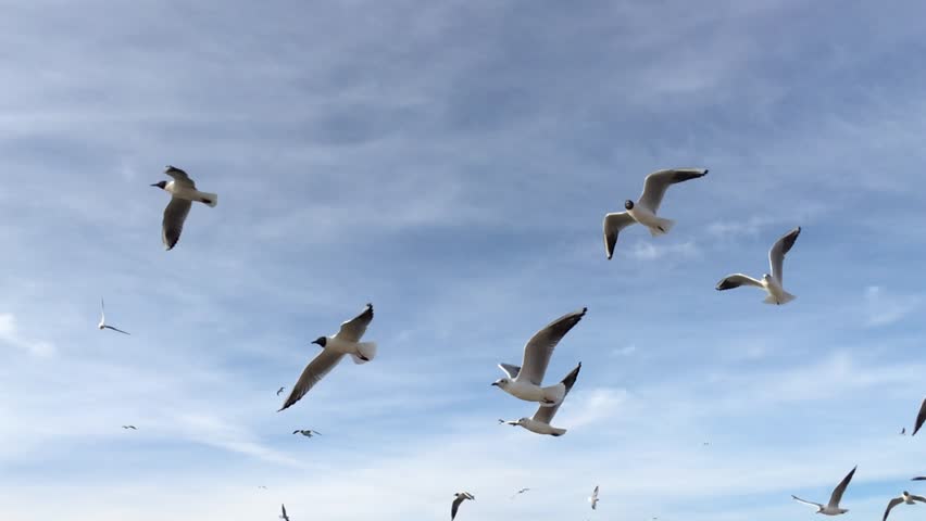 Seagull Flying Overhead Stock Footage Video 731152 - Shutterstock