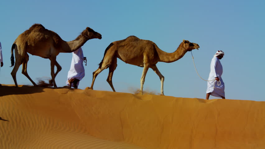 Camels Walking - Slow-motion Stock Footage Video 1067428 - Shutterstock