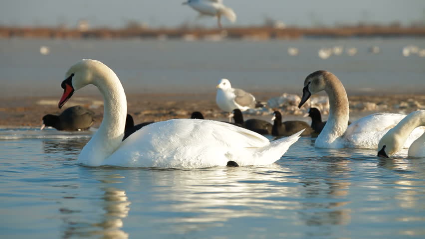 Migrating Mute Swans Stock Footage Video 1975321 - Shutterstock