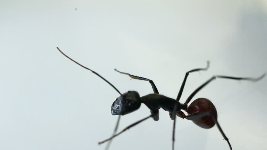 Black Ant Crawling Against White Background Stock Footage Video 2121728 ...