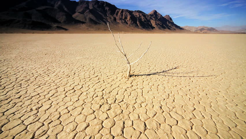 Concept Climate Change Shot Of Green Tree Growing In Barren Desert ...