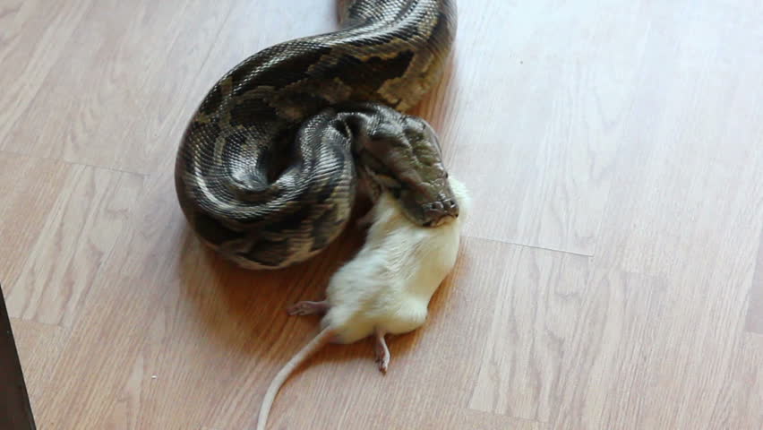 Feeding Snake - Python Eating Rat Stock Footage Video 2251759 ...