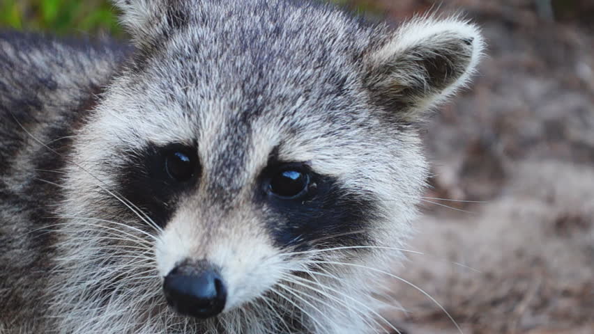 Raccoon (Procyon Lotor), Feeding On Corn At A Bird Feeder Stock Footage ...