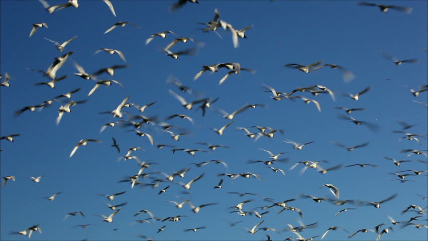 Hundreds Of Birds Flying In The Air Stock Footage Video 2455934 ...