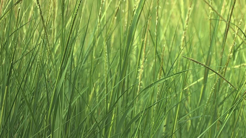 Grass, Spring - Abstract Background. HD 1080p, Seamless Loop. Stock ...