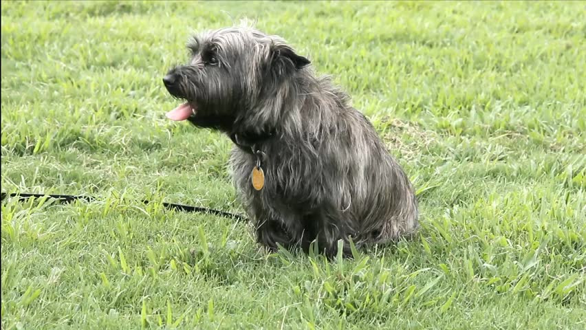 Small Gray Terrier Dog Goes Out Of Frame Quick Stock Footage Video ...