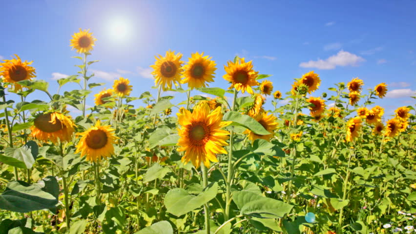 Beautiful Landscape With Sunflower Field Over Cloudy Blue Sky And ...