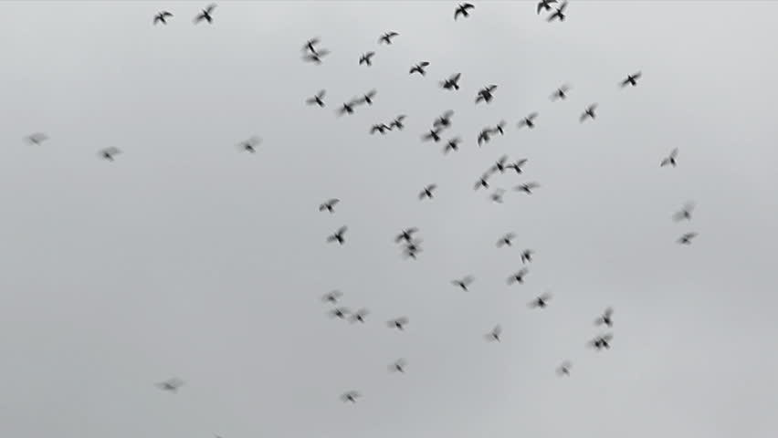 A Flock Of Birds, Pigeons, Fly Around In The Sky Making A Large Circle ...