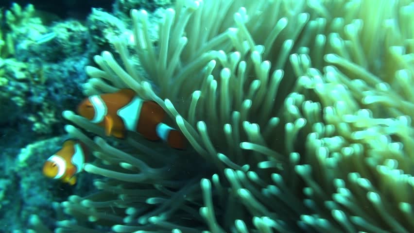 Colorful Clownfish Dance In There Protective Anemone On Australia's ...