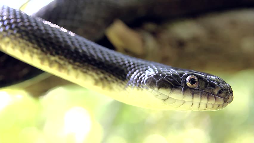 Black Ratsnake Slithering Across A Road In Ontario, Canada. Also Known ...